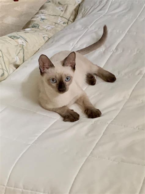 siamese kittens for sale orlando fl|free siamese kittens in florida.